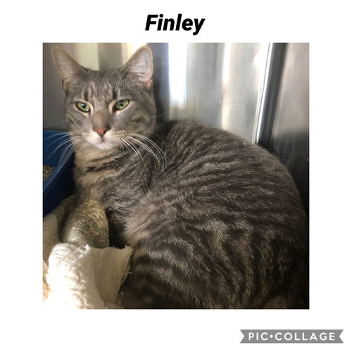 picture of the cat needing adoption