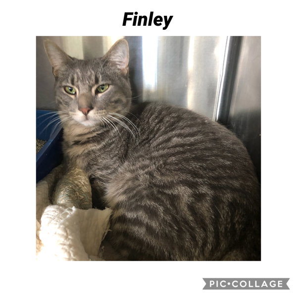 Finley