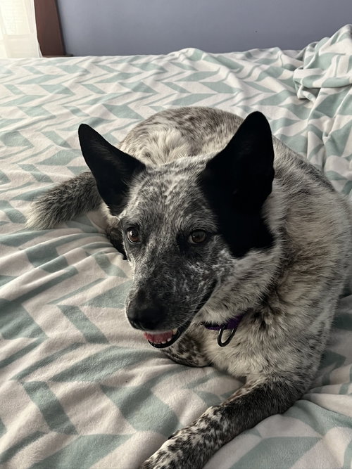 Sparkie, an adoptable Australian Cattle Dog in Kewanee, IL