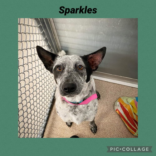 Sparklie was Sparkles