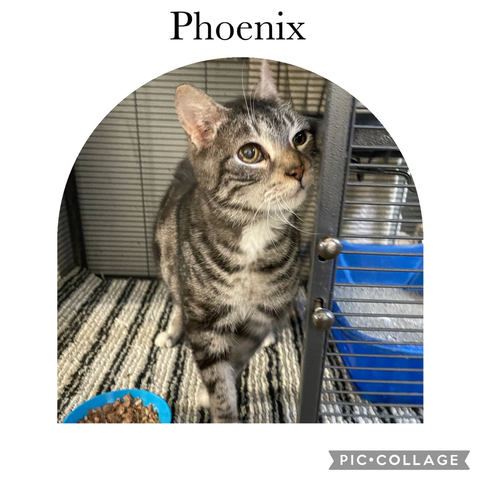 Phoenix Image
