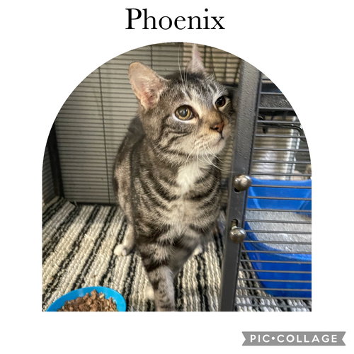 picture of the cat needing adoption