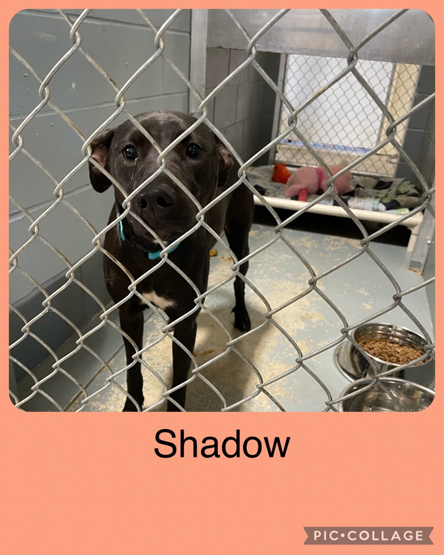 Dog for Adoption - Shadow, a Labrador Retriever in Geneseo, IL | Alpha Paw