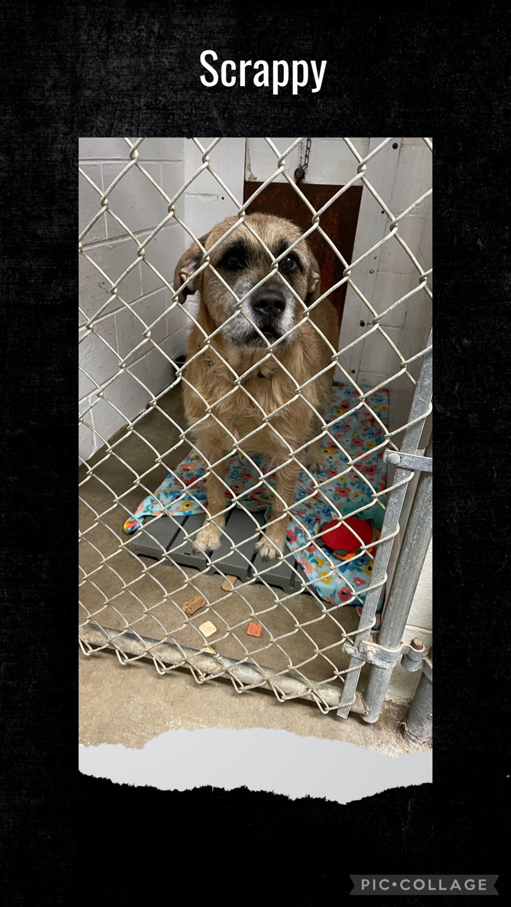 Dog for Adoption Scrappy, a in Peoria, IL Alpha Paw