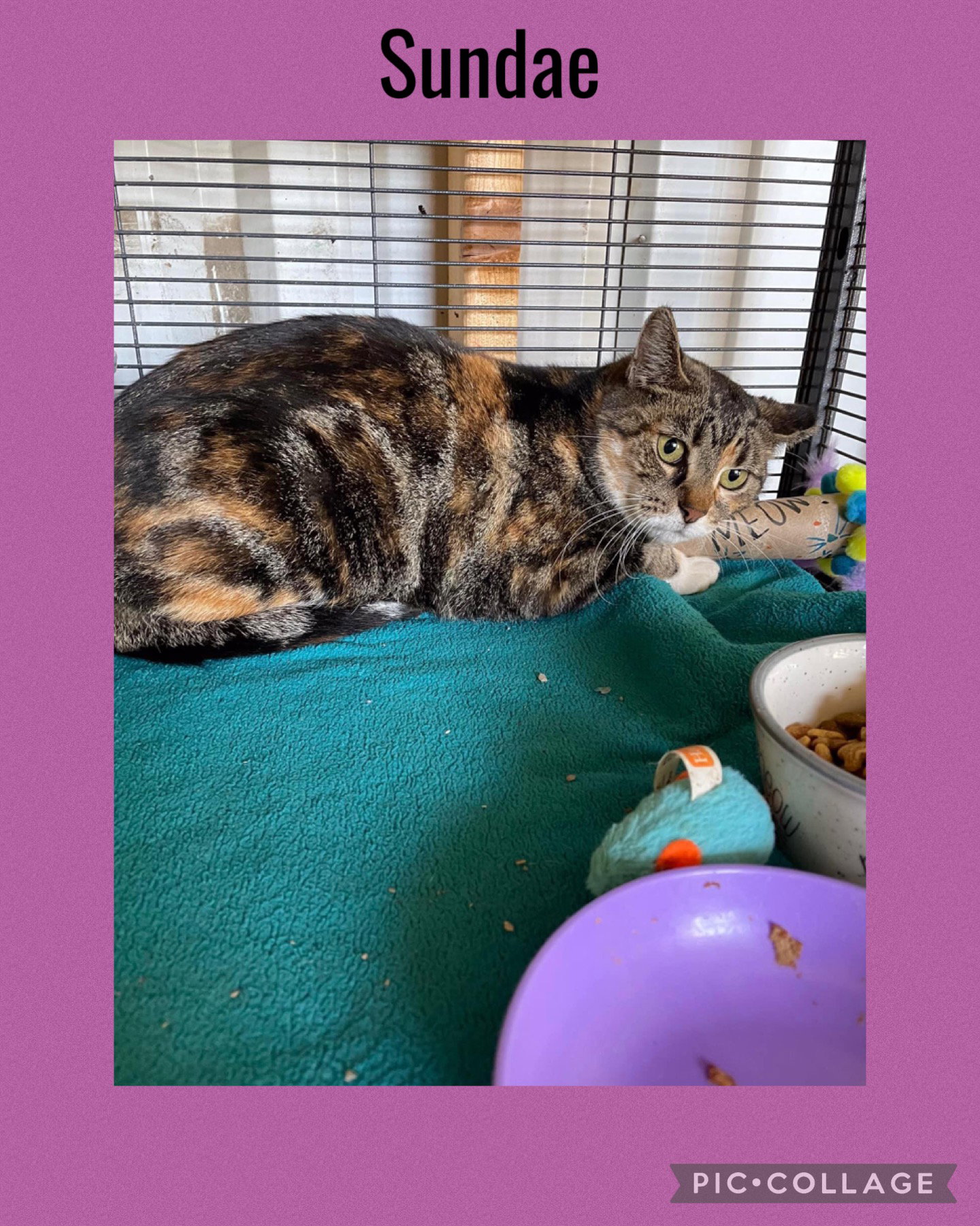 Cats for Adoption in Rock Island, Illinois Alpha Paw