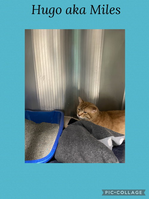picture of the cat needing adoption