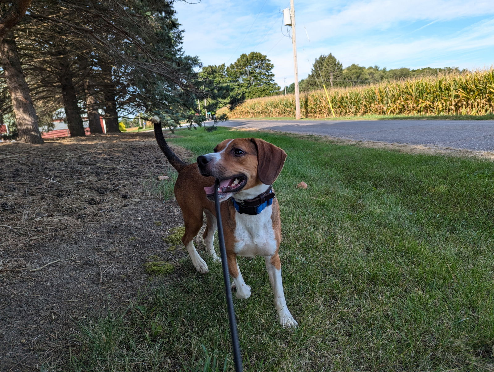 adoptable Dog in Kewanee, IL named Daisy pup One now Bingus