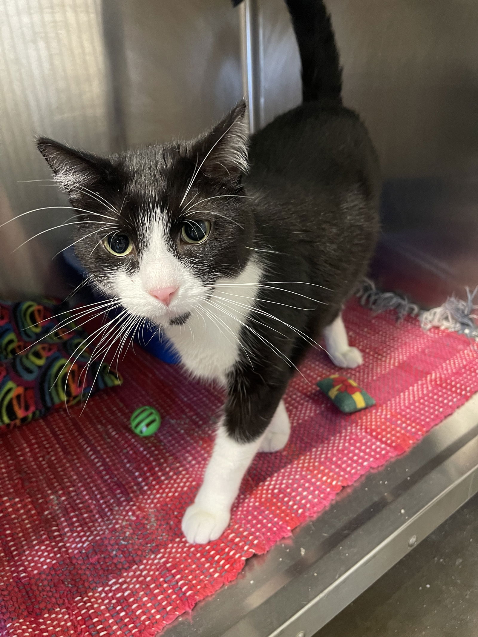 adoptable Cat in Kewanee, IL named Freddy