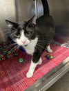adoptable Cat in , IL named Freddy