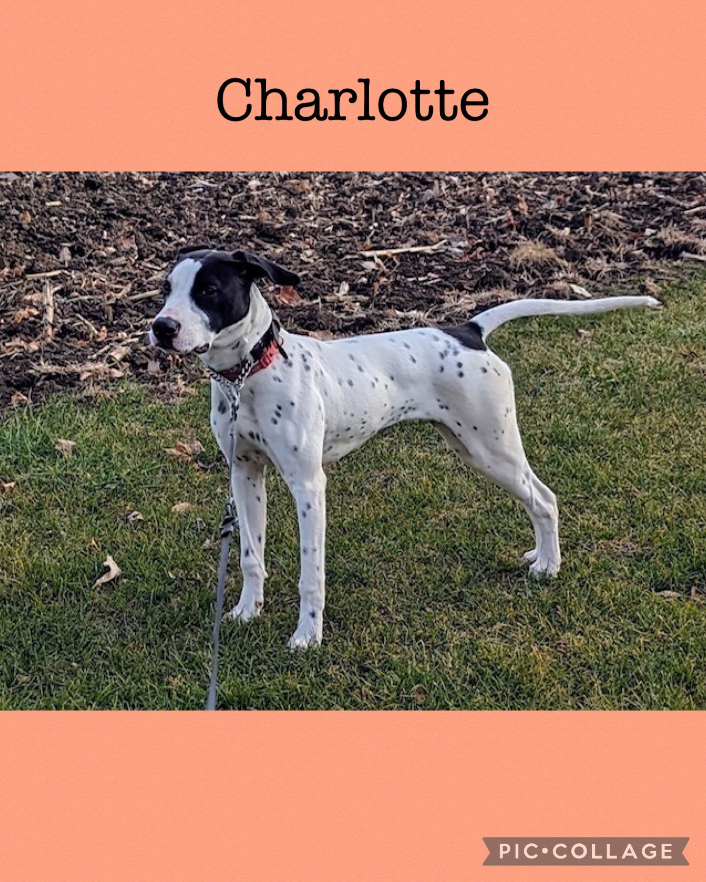 adoptable Dog in Kewanee, IL named Charlotte now Raven