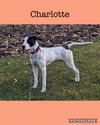 adoptable Dog in  named Charlotte now Raven