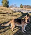 adoptable Dog in kewanee, IL named Ranger