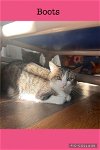 adoptable Cat in kewanee, IL named Boots