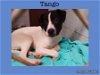 adoptable Dog in kewanee, IL named Tango