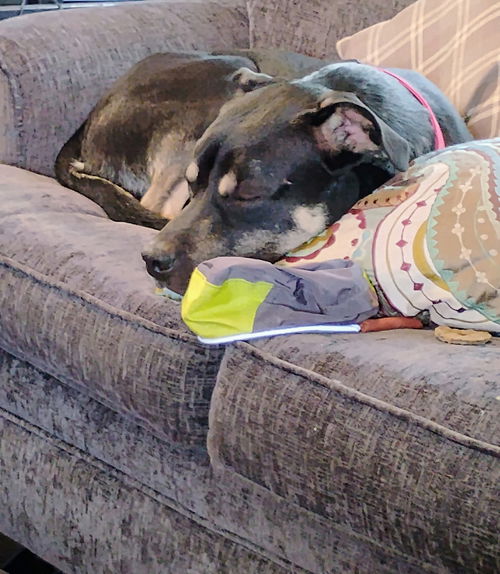 picture of the dog needing adoption