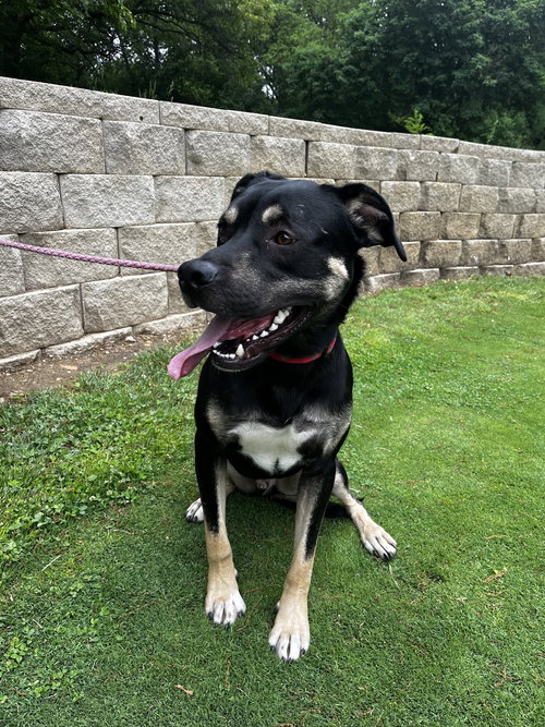 picture of the dog needing adoption