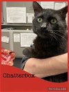 adoptable Cat in  named Chatterbug
