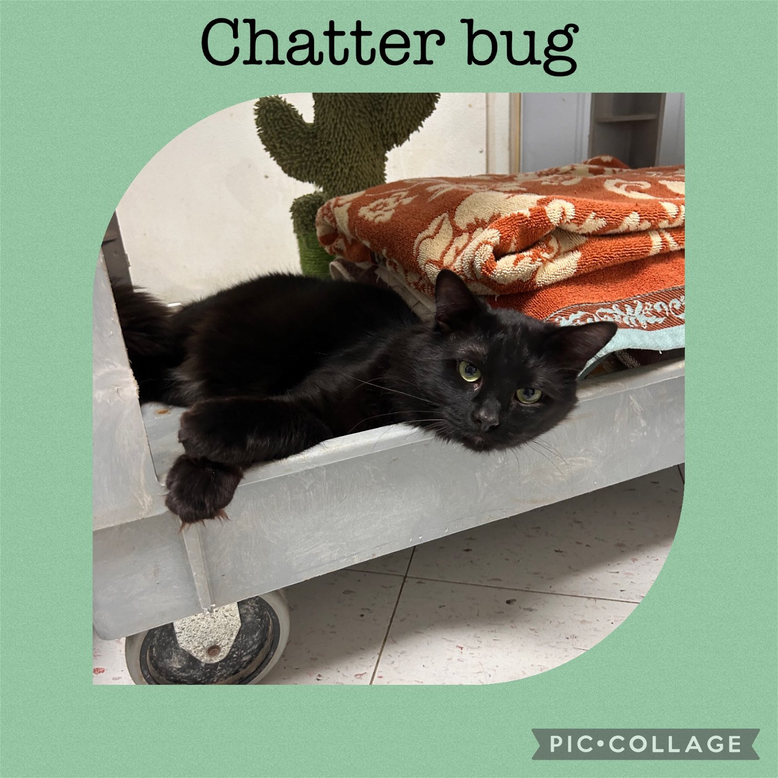 adoptable Cat in Kewanee, IL named Chatterbug