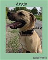 adoptable Dog in kewanee, IL named Augie