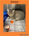 adoptable Cat in kewanee, IL named Jersey