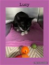 adoptable Cat in , IL named Lucy