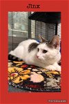 adoptable Cat in , IL named Jinx