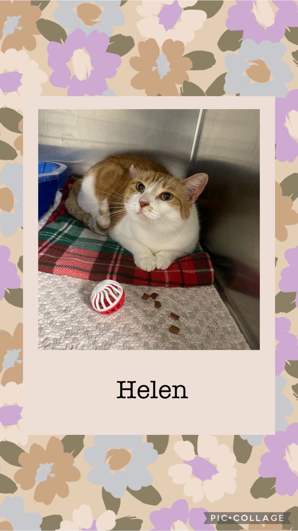 adoptable Cat in Kewanee, IL named Helen