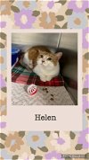 adoptable Cat in  named Helen