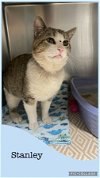 adoptable Cat in kewanee, IL named Stanley