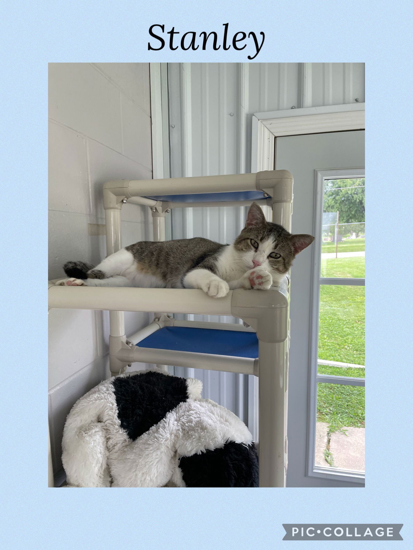 adoptable Cat in Kewanee, IL named Stanley