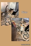 adoptable Cat in Kewanee, IL named Silas- Sophia kitten