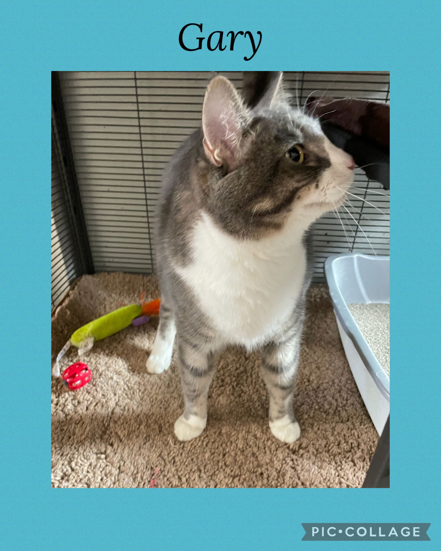 adoptable Cat in Kewanee, IL named Gary