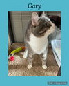 adoptable Cat in , IL named Gary