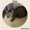 adoptable Cat in kewanee, IL named Rey