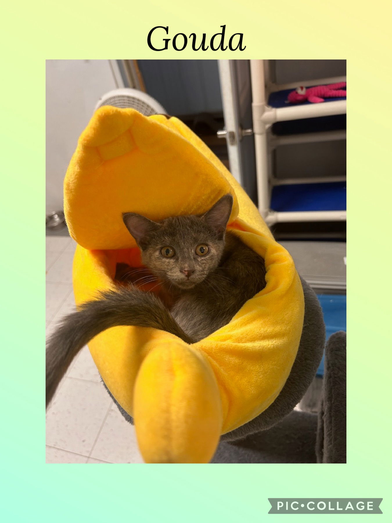 adoptable Cat in Kewanee, IL named Gouda- Brie kitten