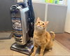 Taffy - Photo 1