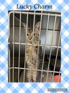 adoptable Cat in Kewanee, IL named Lucky Charm- cereal kitten