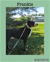 adoptable Dog in kewanee, IL named Frankie