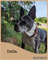 adoptable Dog in kewanee, IL named Bella