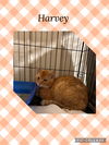 adoptable Cat in Kewanee, IL named Harvey