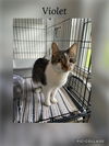 adoptable Cat in Kewanee, IL named Violet