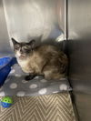 adoptable Cat in Kewanee, IL named Ming