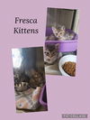 adoptable Cat in Kewanee, IL named Fresca kitten- RC cola