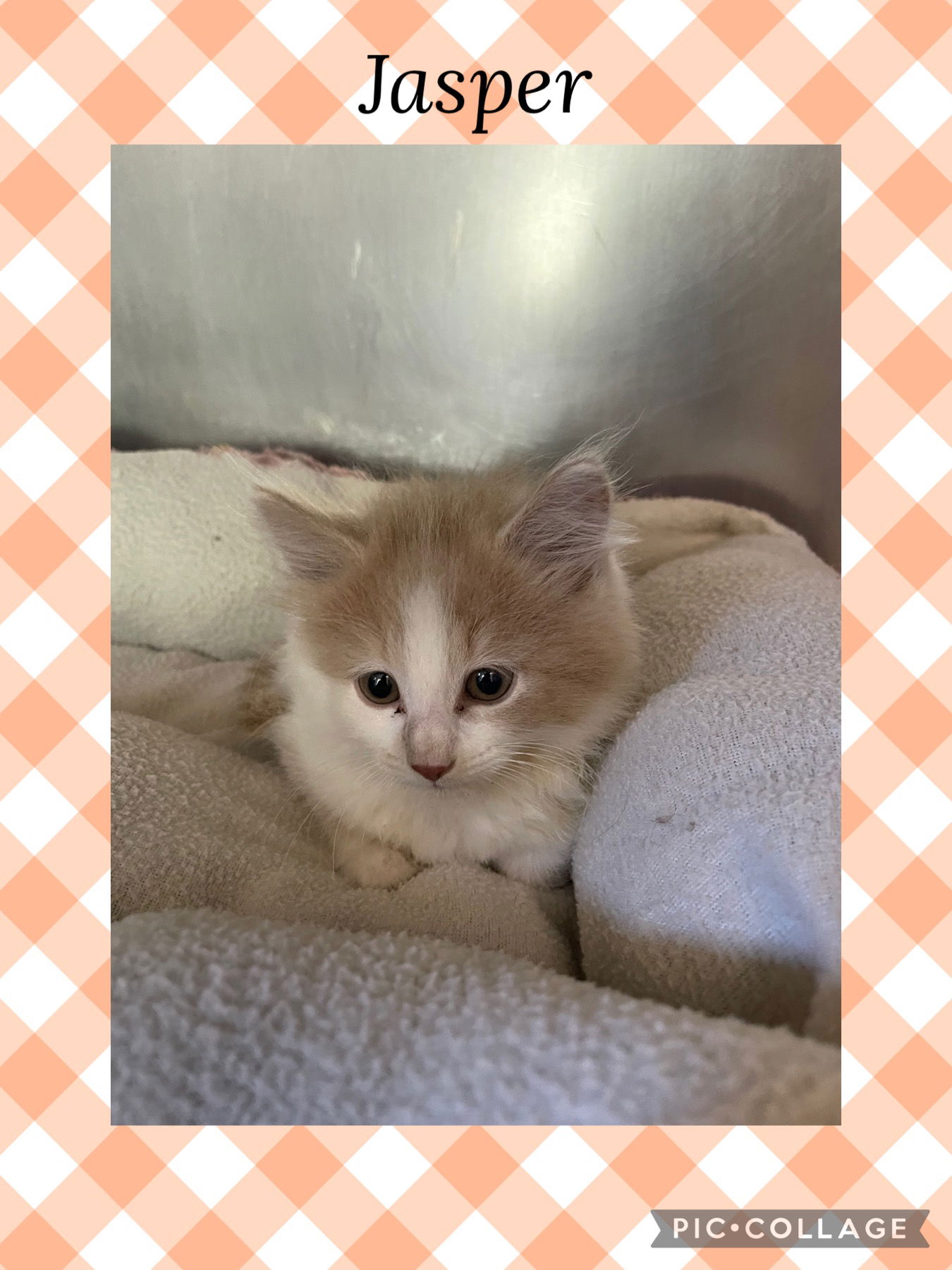 adoptable Cat in Kewanee, IL named Jubilee kitten- Jasper