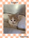 adoptable Cat in , IL named Jubilee kitten- Jasper