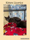 adoptable Cat in , IL named Marble kitten 1- Licorice