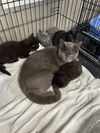 adoptable Cat in , IL named Marble kitten 2- Inky