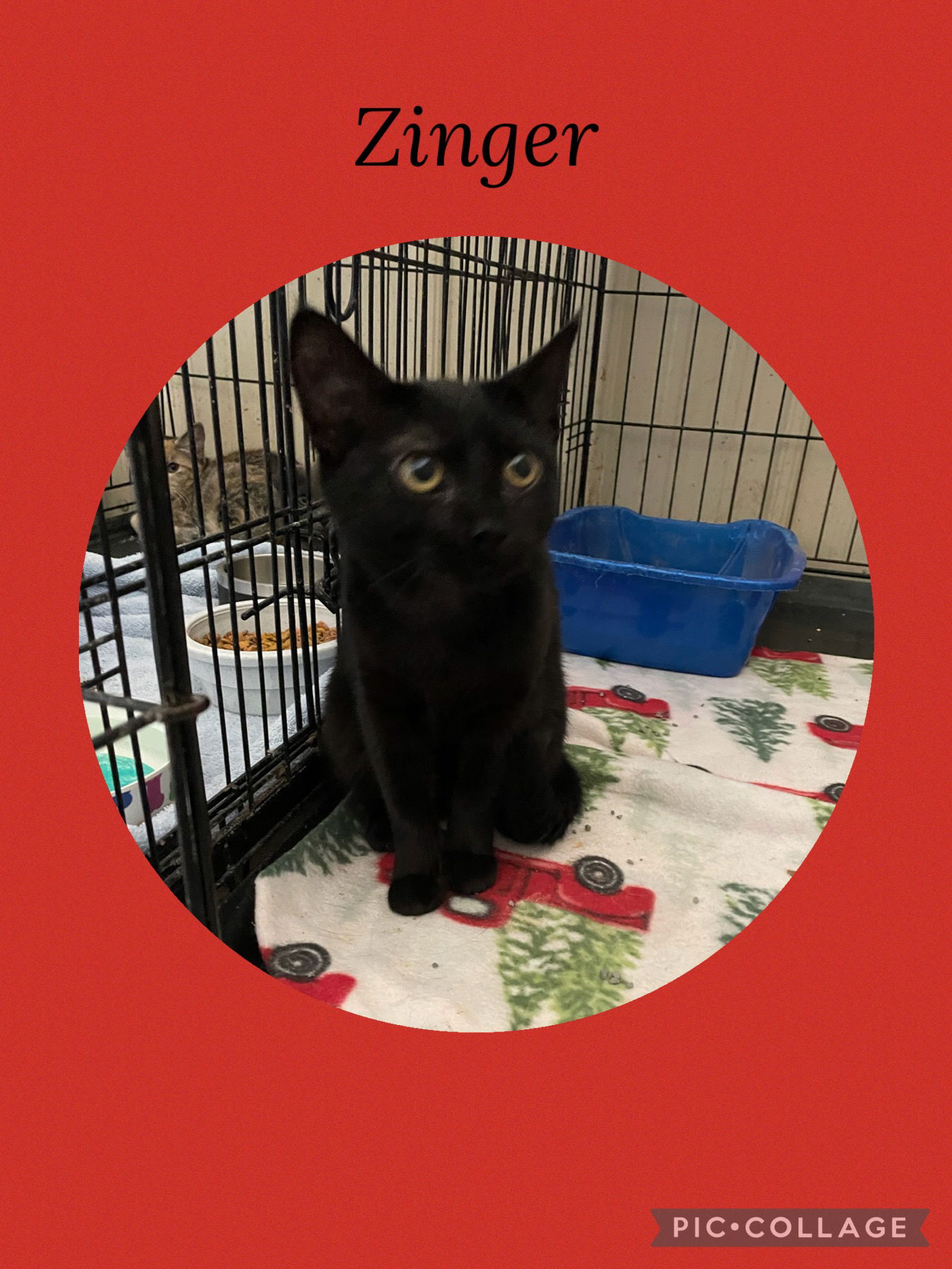 adoptable Cat in Kewanee, IL named Zinger