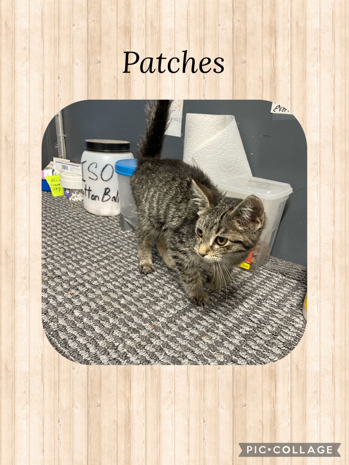 adoptable Cat in Kewanee, IL named Patches