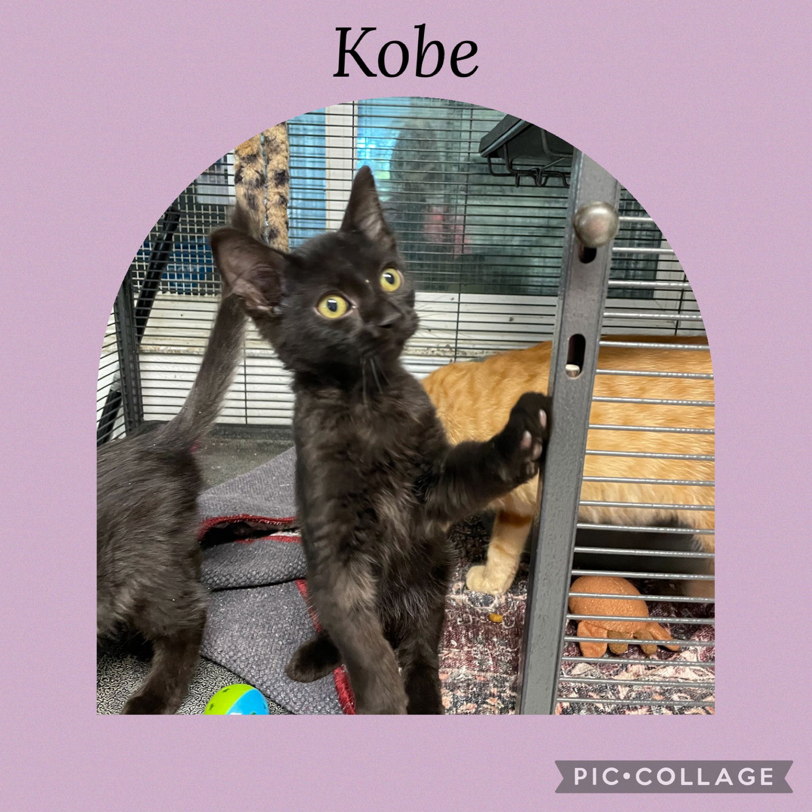 adoptable Cat in Kewanee, IL named Kobe